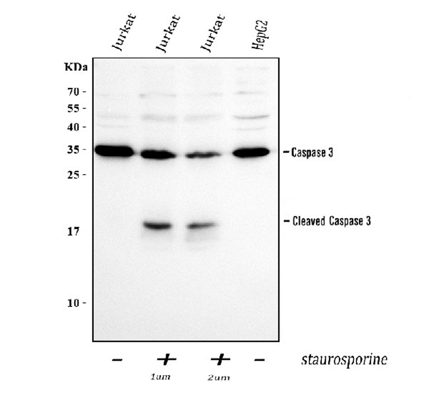 Drug chemical treatment antibody validation